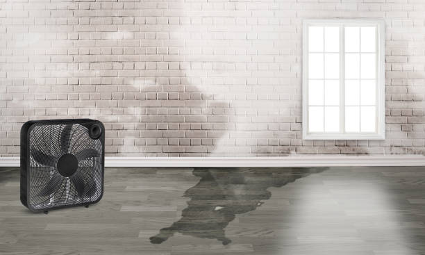 Best Water damage mitigation services  in Stoneville, NC